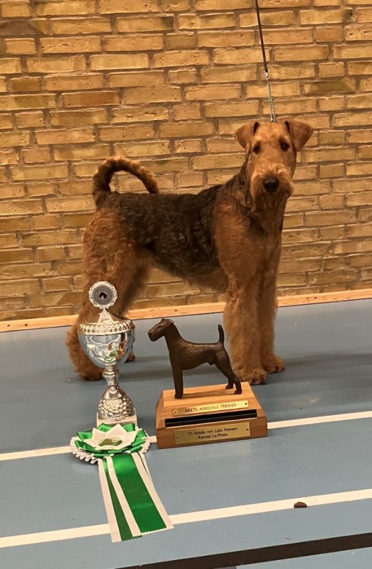 Kennel Spicaway
Airedale Terrier