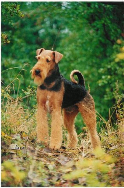 Kennel Spicaway - Airedale Terrier