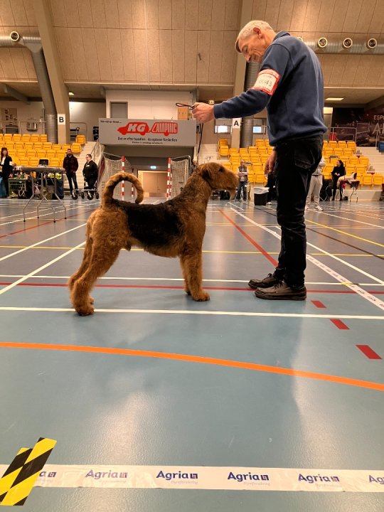 Kennel Spicaway
Airedale Terrier