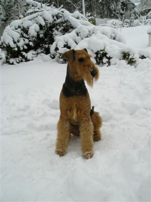 rets Airedale i 2004+2005+2006
Kennel Spicaway 