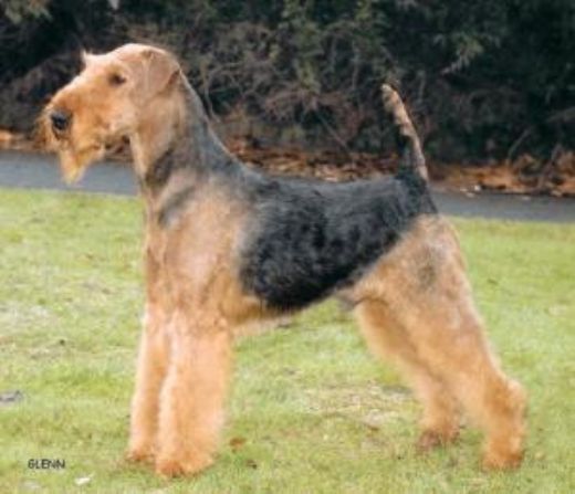  �rets Airedale Terrier 2003 i England