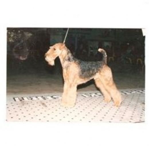 rets Airedale i Danmark i 1989+1991.
Han blev desuden RETS TERRIER i Finland i 1990, Kennel Spicaway