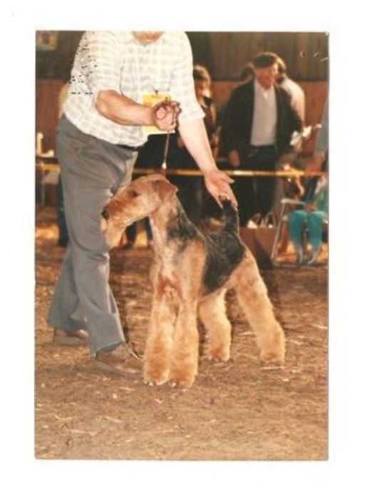 Airedale Terrier til udstilling
Kennel Spicaway