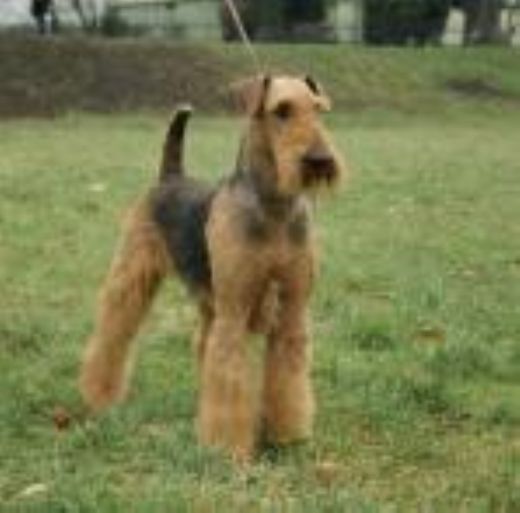 Kennel Spicaway - Airedale Terrier