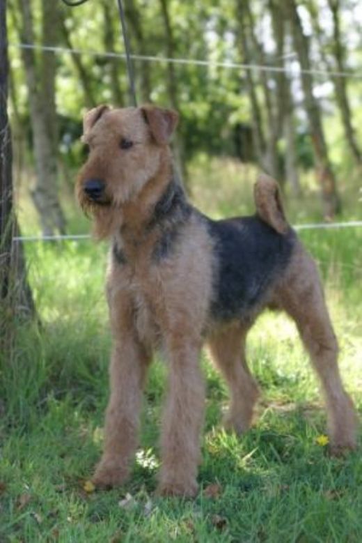 rets Airedale nr. 2 og bedste hanhund i 2007. Kennel Spicaway.