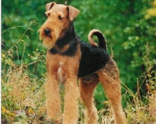 Airedale Terrier
Brutalis